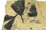 Five Jurassic Leaf (Ginkgo) Fossils - Yorkshire, England #210996-2